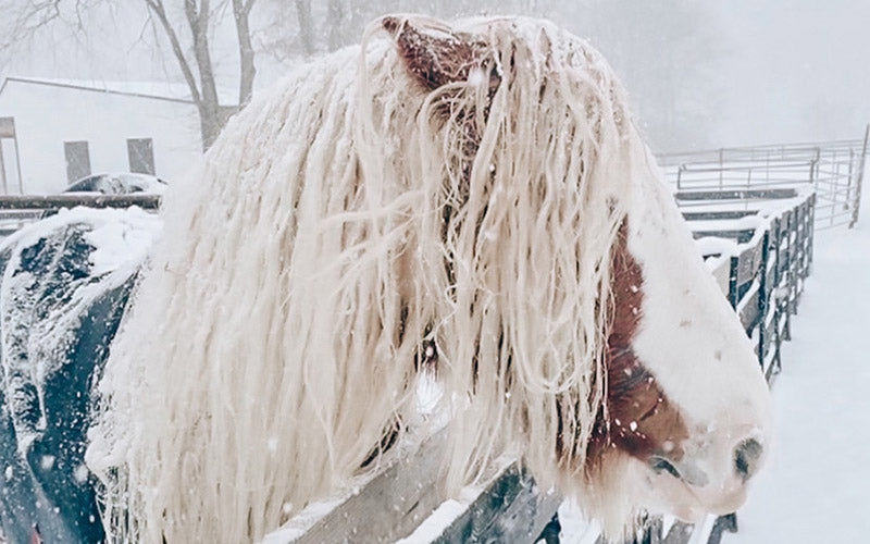 Gypsy Vanner Horse -Island Cowgirl