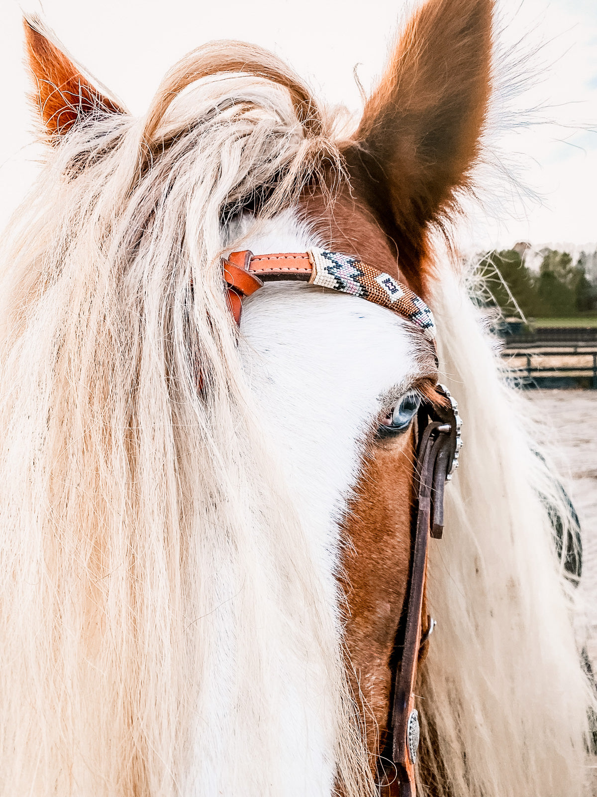 gypsy vanner 